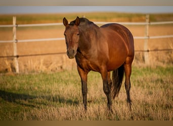 PRE Mix, Mare, 13 years, 15,2 hh, Brown