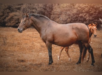 PRE Mix, Mare, 13 years, 15,2 hh, Brown