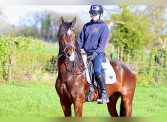 PRE, Mare, 13 years, 15.2 hh, Brown