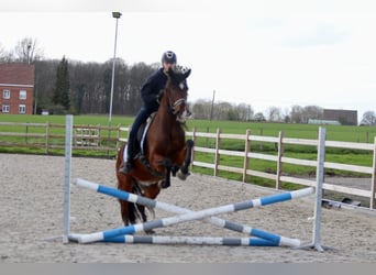 PRE, Mare, 13 years, 15.2 hh, Brown