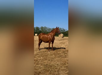 PRE Mix, Mare, 13 years, 15.2 hh, Chestnut-Red
