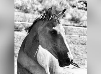 PRE Mix, Mare, 13 years, 15.2 hh, Dun