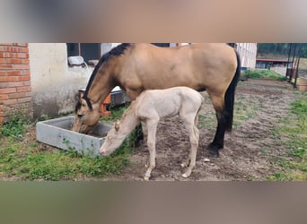 PRE Mix, Mare, 13 years, 15.2 hh, Dun