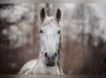 PRE, Mare, 13 years, 15.2 hh, Gray