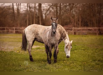 PRE, Mare, 13 years, 15.2 hh, Gray