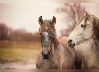 PRE, Mare, 13 years, 15.2 hh, Gray