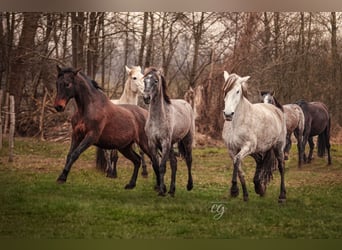 PRE, Mare, 13 years, 15.2 hh, Gray