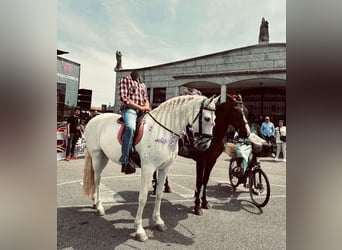 PRE, Mare, 13 years, 15.2 hh, Grey-Fleabitten