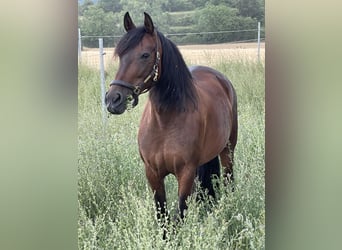 PRE Mix, Mare, 13 years, 15,3 hh, Brown