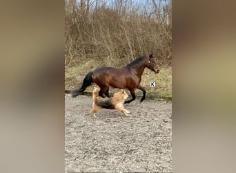 PRE Mix, Mare, 13 years, 15,3 hh, Brown