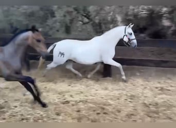 PRE Mix, Mare, 13 years, 15,1 hh, Grey