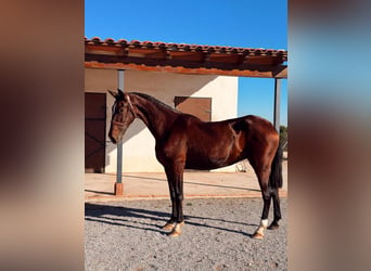 PRE Mix, Mare, 13 years, 16,2 hh, Brown