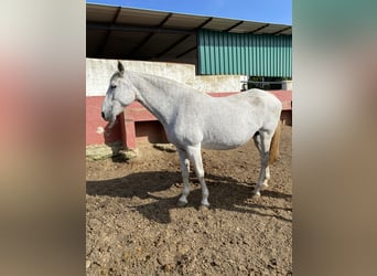 PRE, Mare, 13 years, 16,2 hh, Gray-Fleabitten