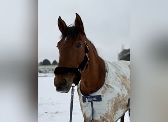 PRE, Mare, 13 years, 16 hh, Brown