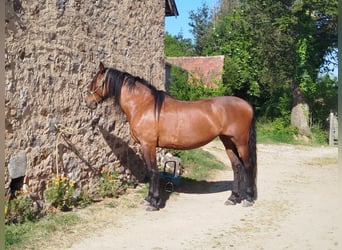 PRE, Mare, 13 years, 16 hh, Brown