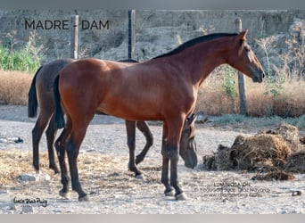 PRE, Mare, 13 years, 16,1 hh, Brown