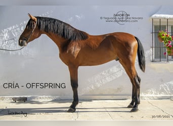 PRE, Mare, 13 years, 16,1 hh, Brown