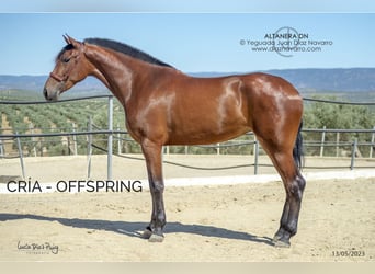 PRE, Mare, 13 years, 16,1 hh, Brown