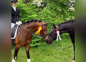 PRE Mix, Mare, 13 years, 16,2 hh, Brown