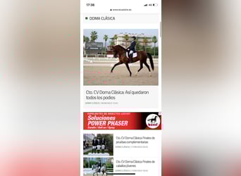 PRE Mix, Mare, 13 years, 16,2 hh, Brown