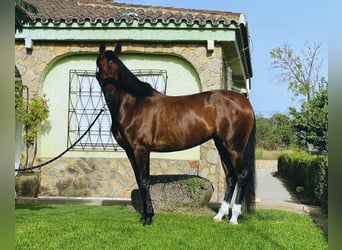 PRE Mix, Mare, 13 years, 16,2 hh, Brown