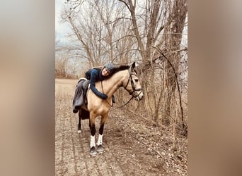 PRE, Mare, 14 years, 14.2 hh, Dun