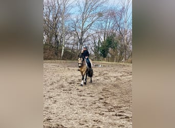 PRE, Mare, 14 years, 14.2 hh, Dun