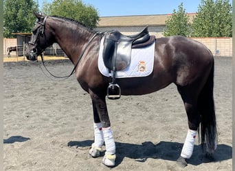 PRE Mix, Mare, 14 years, 15.2 hh, Black