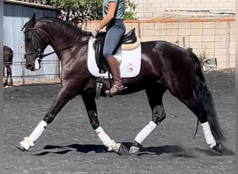 PRE Mix, Mare, 14 years, 15.2 hh, Black