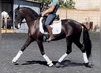 PRE Mix, Mare, 14 years, 15.2 hh, Black