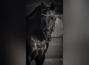 PRE Mix, Mare, 14 years, 15,2 hh, Black