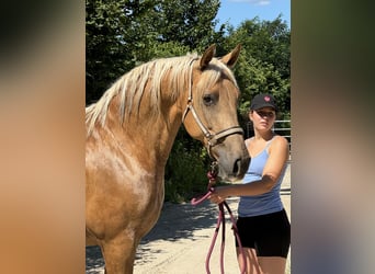 PRE, Mare, 14 years, 15.2 hh, Chestnut-Red