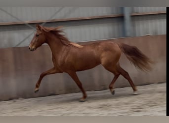 PRE Mix, Mare, 14 years, 15 hh, Chestnut-Red