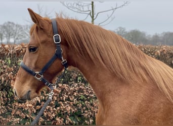 PRE Mix, Mare, 14 years, 15 hh, Chestnut-Red