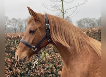 PRE Mix, Mare, 14 years, 15 hh, Chestnut-Red