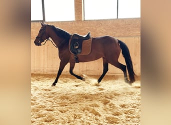 PRE Mix, Mare, 14 years, 15,1 hh, Brown