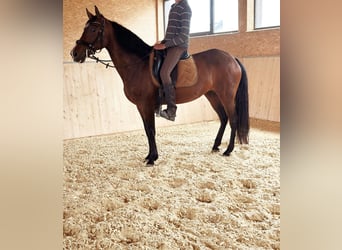 PRE Mix, Mare, 14 years, 15,1 hh, Brown