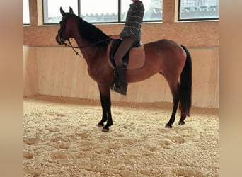 PRE Mix, Mare, 14 years, 15,1 hh, Brown