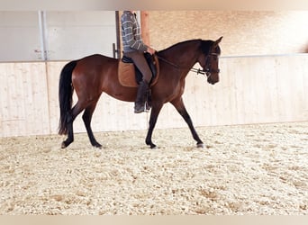 PRE Mix, Mare, 14 years, 15,1 hh, Brown