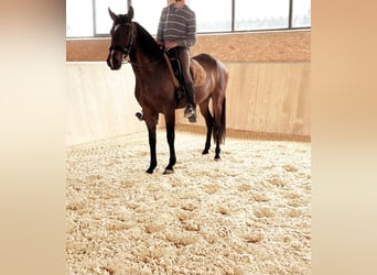 PRE Mix, Mare, 14 years, 15,1 hh, Brown