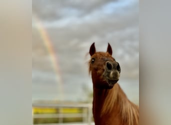 PRE Mix, Mare, 14 years, 15,2 hh, Chestnut-Red
