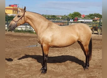 PRE, Mare, 14 years, 16.1 hh, Dun