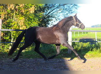 PRE, Mare, 14 years, 16 hh, Black