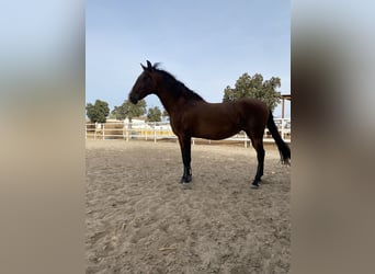 PRE Mix, Mare, 14 years, 16 hh, Brown