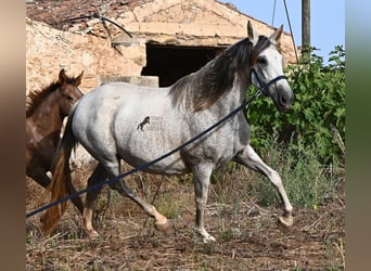 PRE Mix, Mare, 14 years, 16 hh, Grey