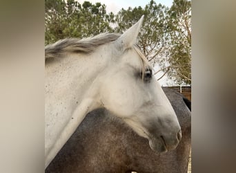 PRE, Mare, 14 years, 16 hh, Grey-Fleabitten