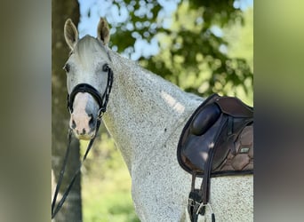 PRE, Mare, 14 years, 16 hh, Grey-Fleabitten