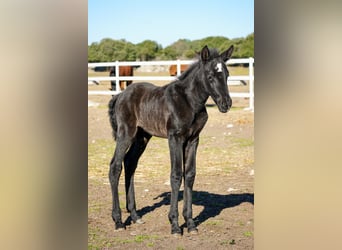PRE Mix, Mare, 14 years, Grey