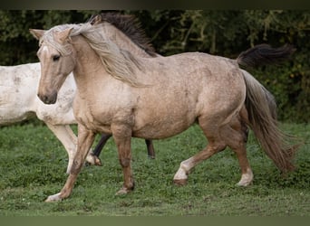 PRE Mix, Mare, 15 years, 15,1 hh, Palomino