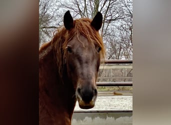 PRE, Mare, 15 years, 15.2 hh, Chestnut-Red